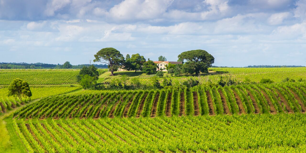 The Bordeaux wine region