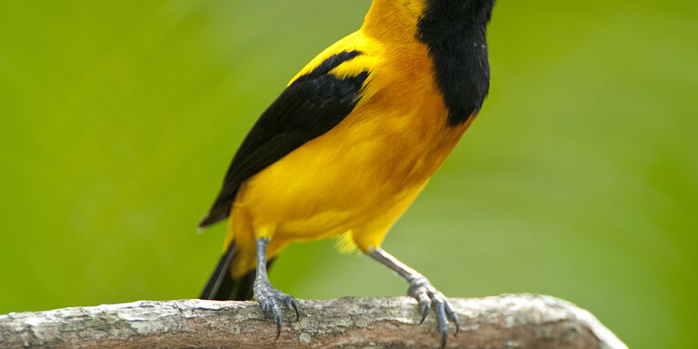 The Yellow-backed oriole in Soberania National Park