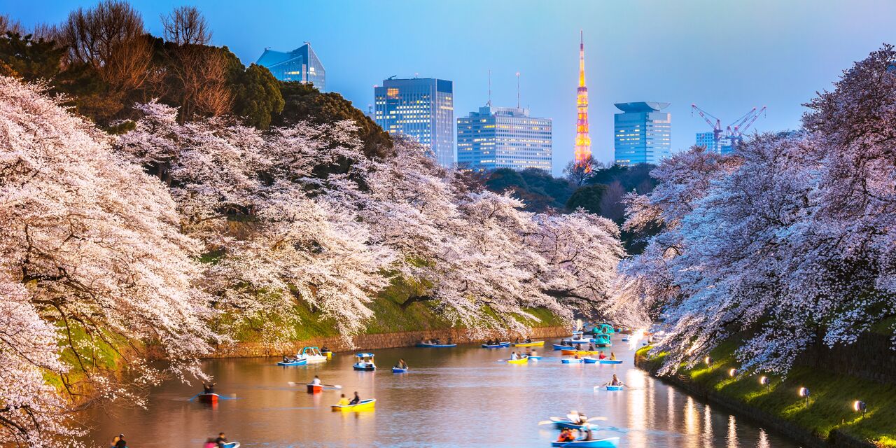 Cherry blossom at Chidorigafuchi moat