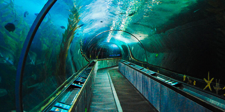 El Acuario de la Bahía en Fisherman’s Wharf