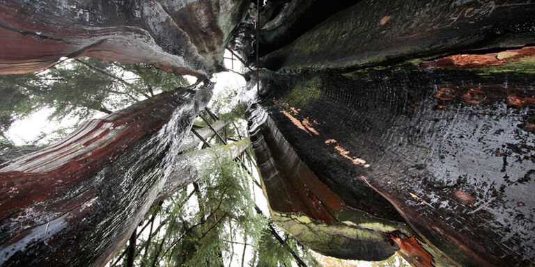 L'arbre creux du parc Stanley