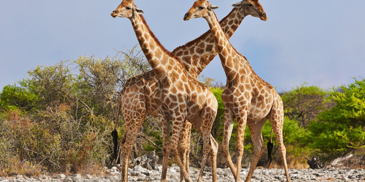 Les girafes dans le parc national d’Akagera 