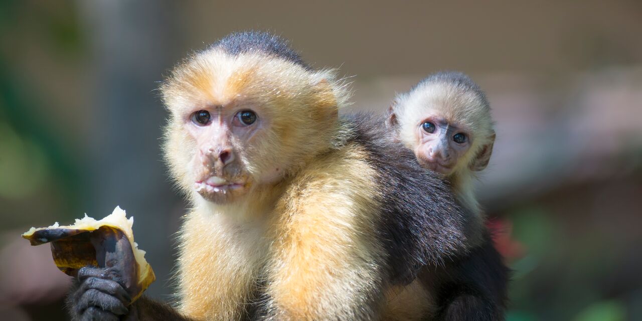 White capuchin monkeys