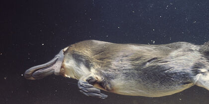 A platypus