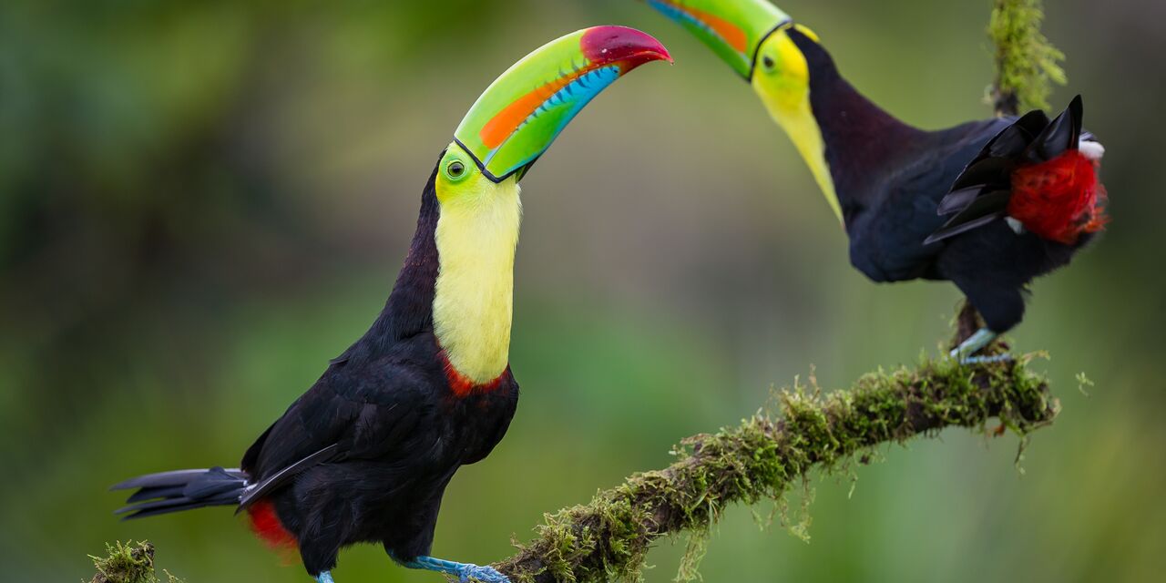 Tucanes en la selva