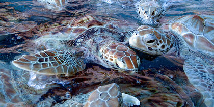 Tortues marines autour de Mujeres