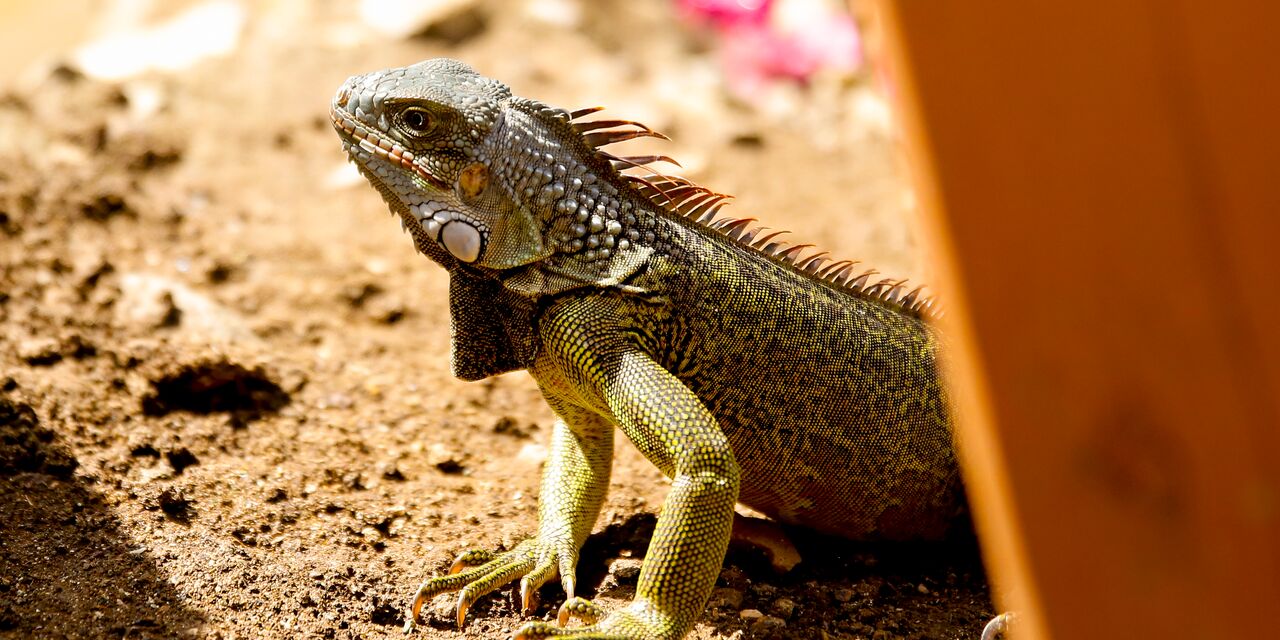 An Antillean iguana