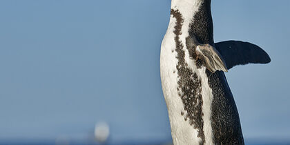 The African penguin