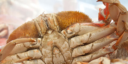 The giant Dungeness crab