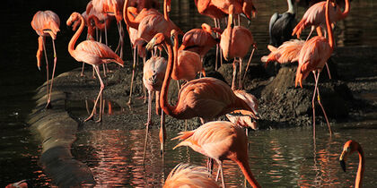 Dieren in hun natuurlijke omgeving