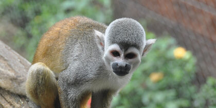 Doodshoofdaapje in de Cali dierentuin