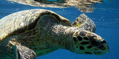 Schildpadden spotten