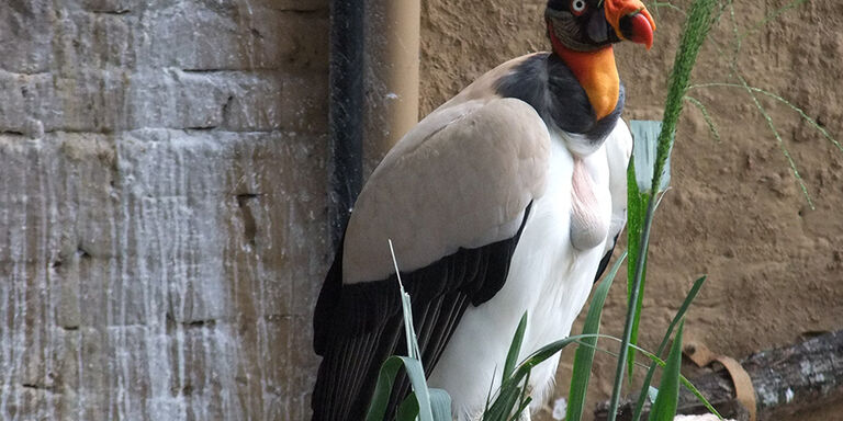 De condor, Colombia’s nationale vogel