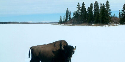 Bisonte en la nieve