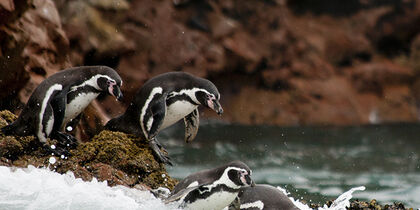 Pingüinos Humboldt