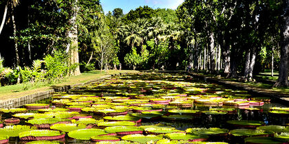Riesenseerosen in den SSR Botanical Gardens