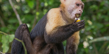 Capuchin monkey on Monkey Island