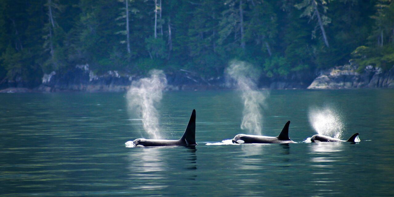 Orcas cerca de la isla de Vancouver