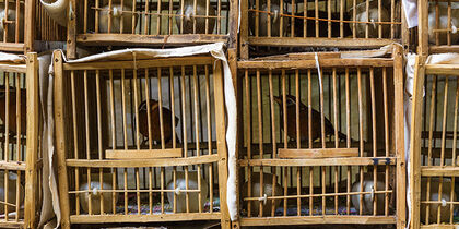 Jardín de aves en Yuen Po Street