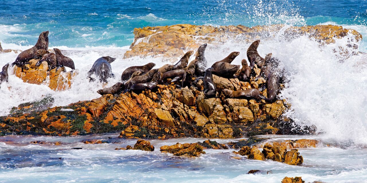 Las focas en la isla Dyer