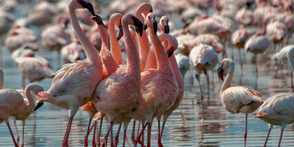 De kleinere ‘lesser’ flamingo