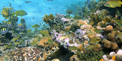 Costa Rica offers fabulous scuba diving