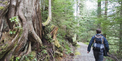 Árboles gigantes en el Parque Provincial Carmanah Walbran