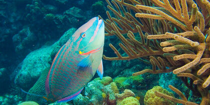 The colourful parrotfish are hard to miss
