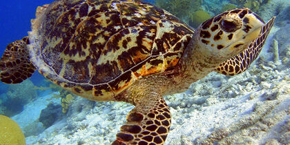 A sea turtle