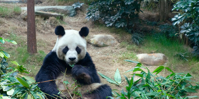 El panda gigante en el Ocean Park