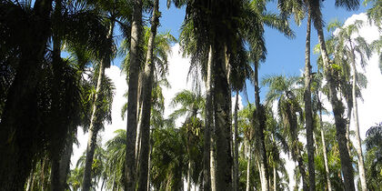 Royal palms