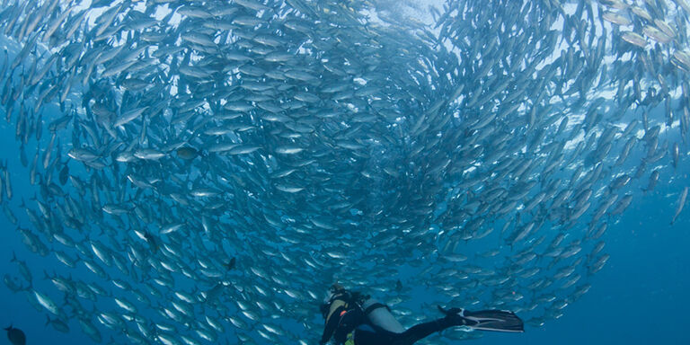 A school of bigeye trevallies