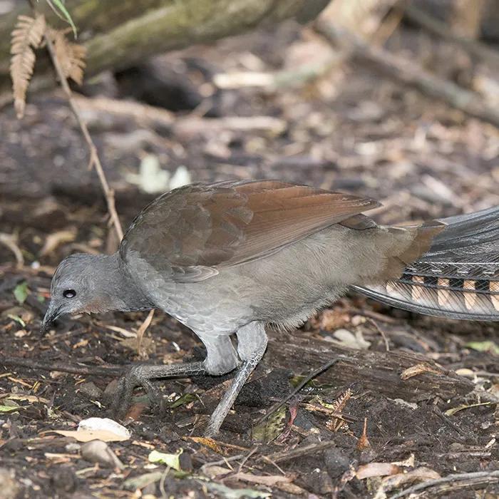 Lyrebird