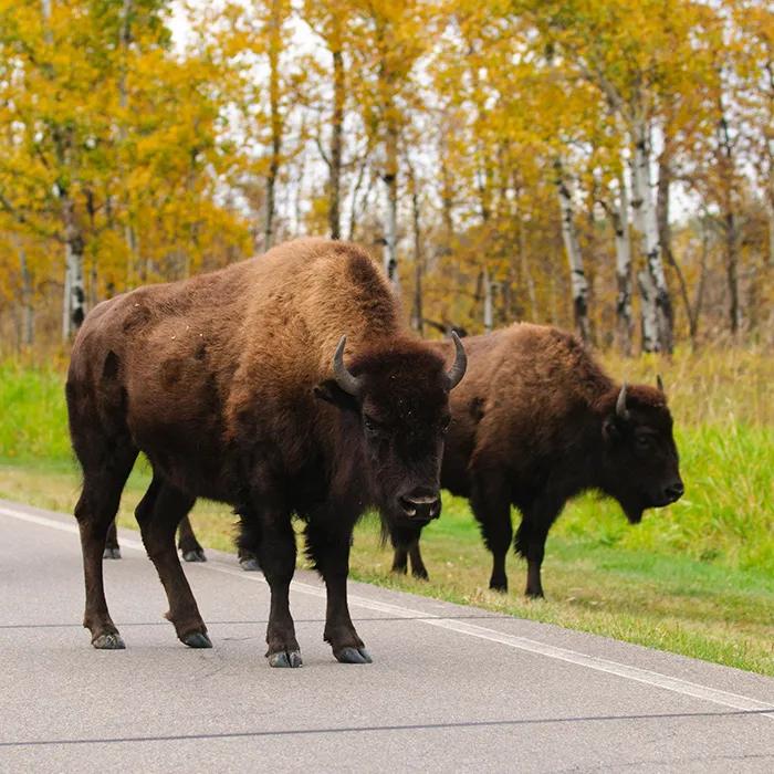 Bison on the road