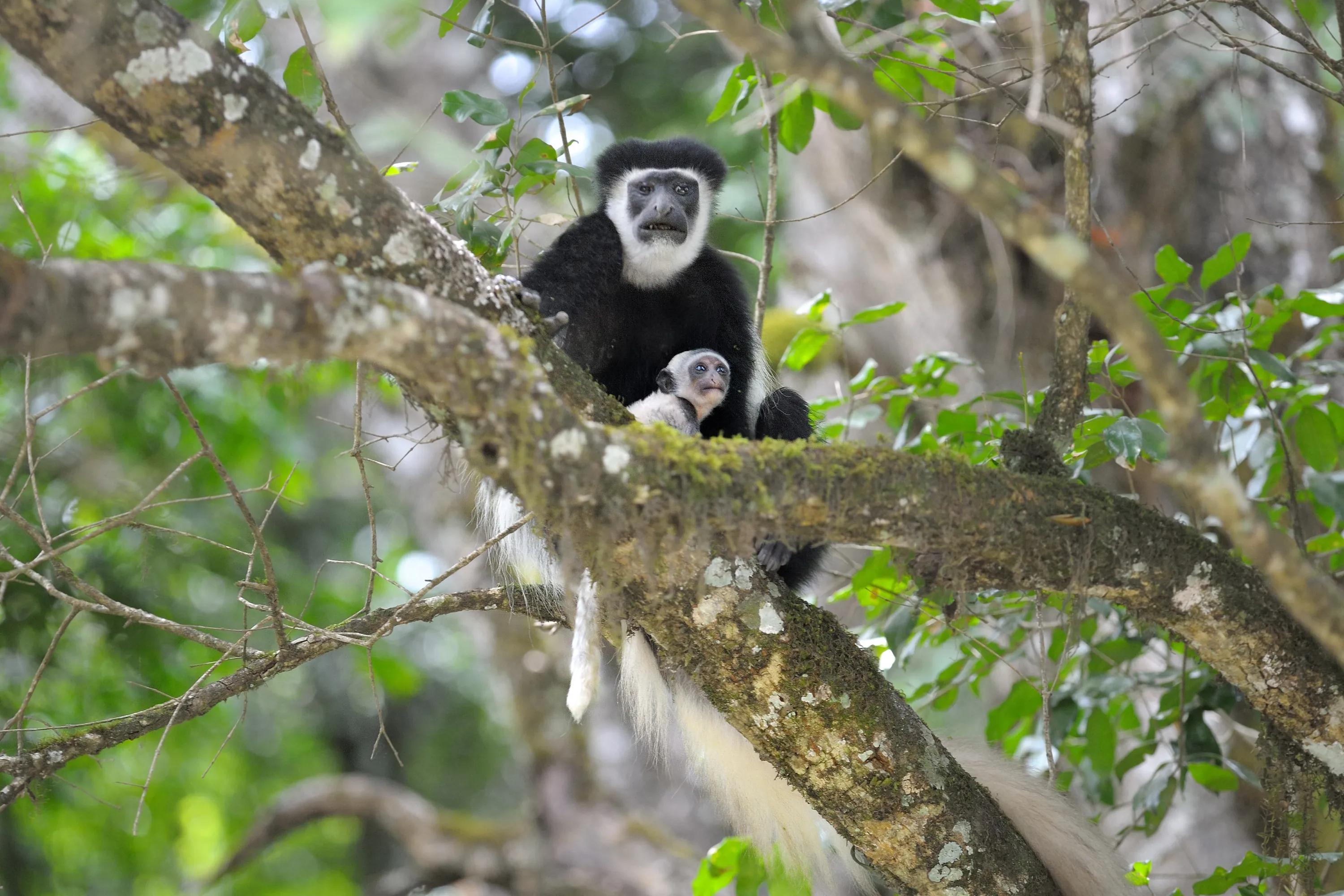 Monkeys in Arusha National Park