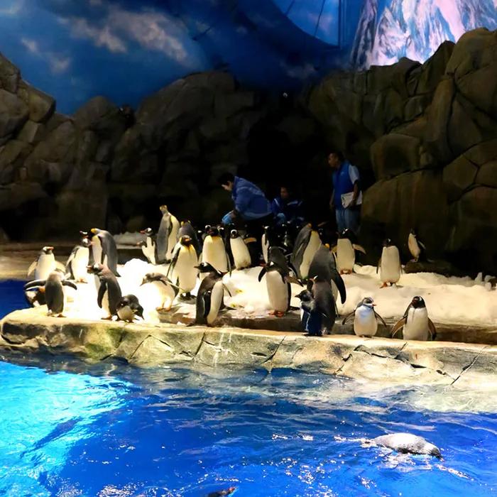 King Penguins in Polar Adventure