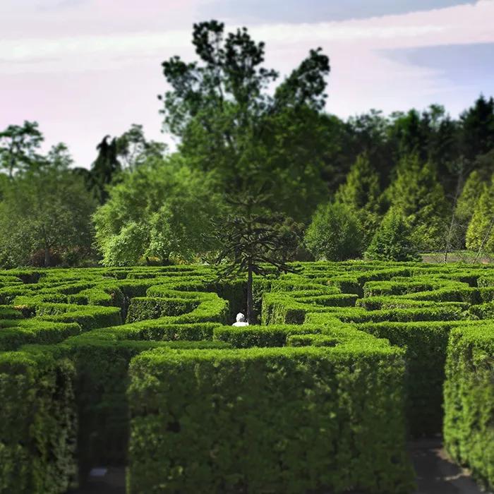 Wandering through the maze
