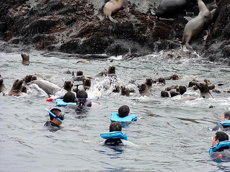 Swim with the sea lions on the Palomino islands