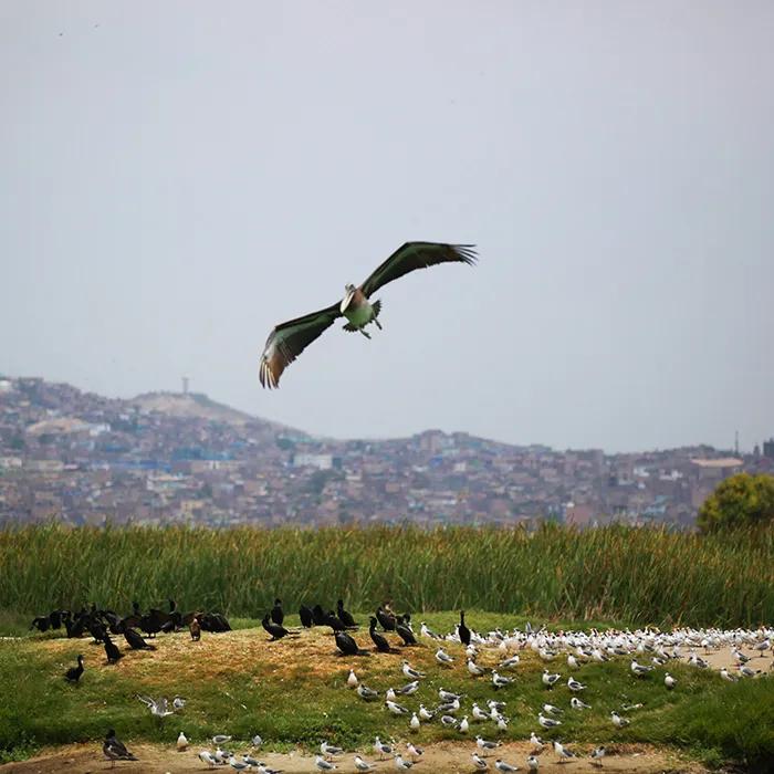 Pantanos de Villa nature reserve