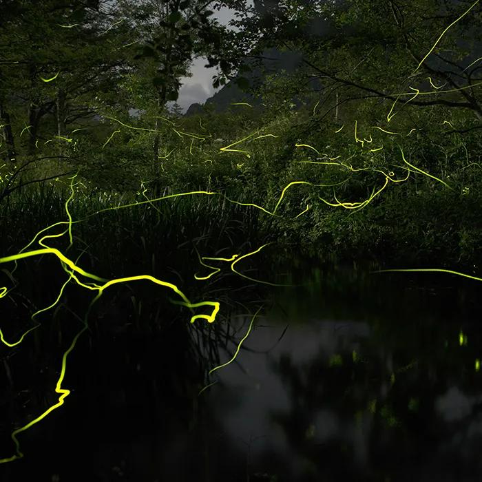 Thousands of fireflies twinkle in the mangrove forest