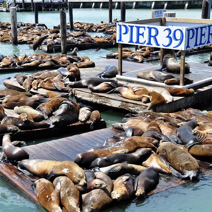 The sea lions of Pier 39