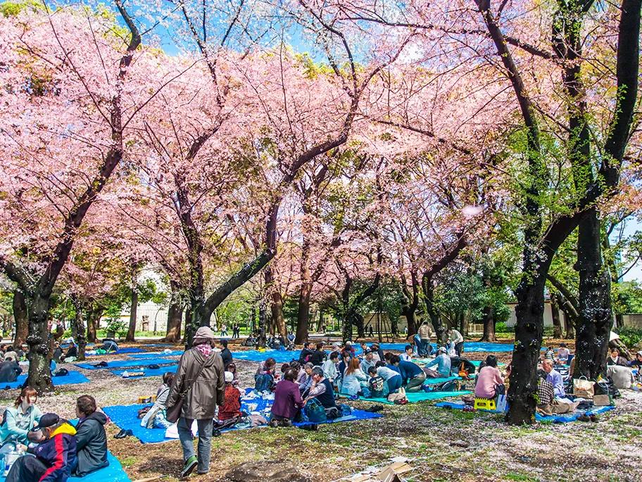 A picnic under pink splendour