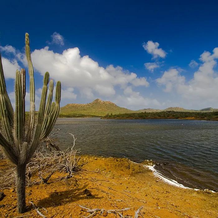 Desert landscape