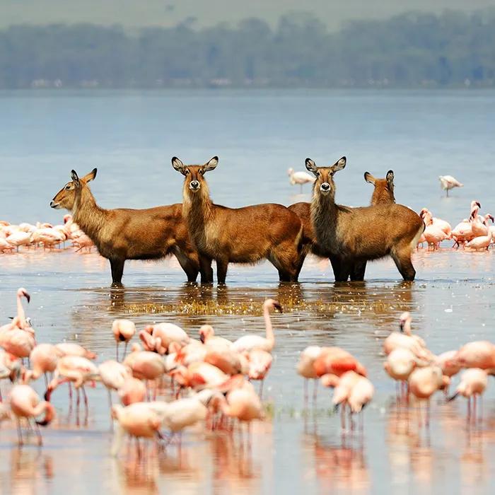 Antelopes and flamingos