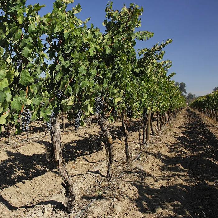 Vineyard in Maipo