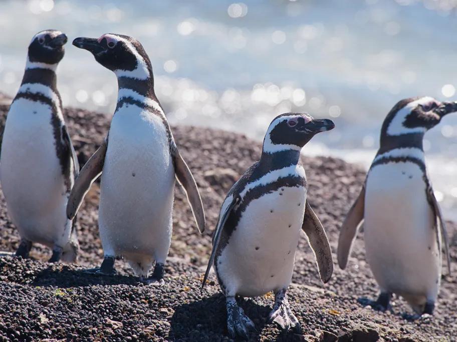 Magellan Penguins