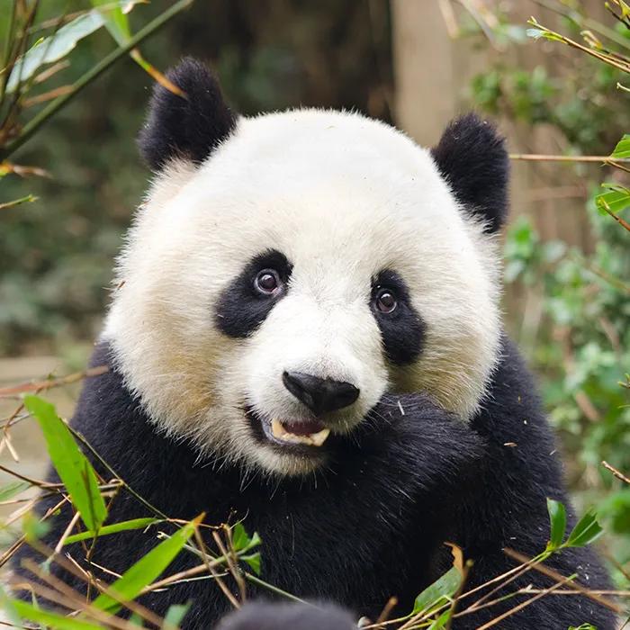 Irresistible panda eyes