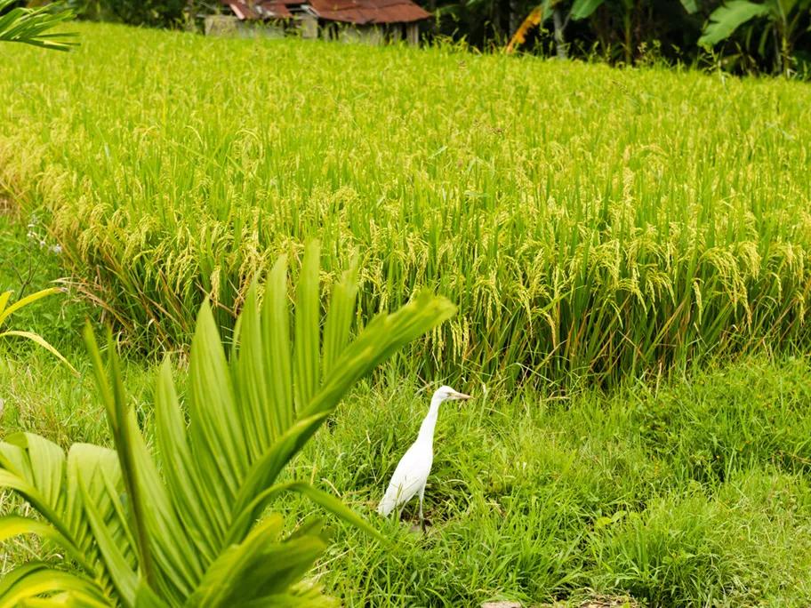 Heron in a rice paddy field on Bali