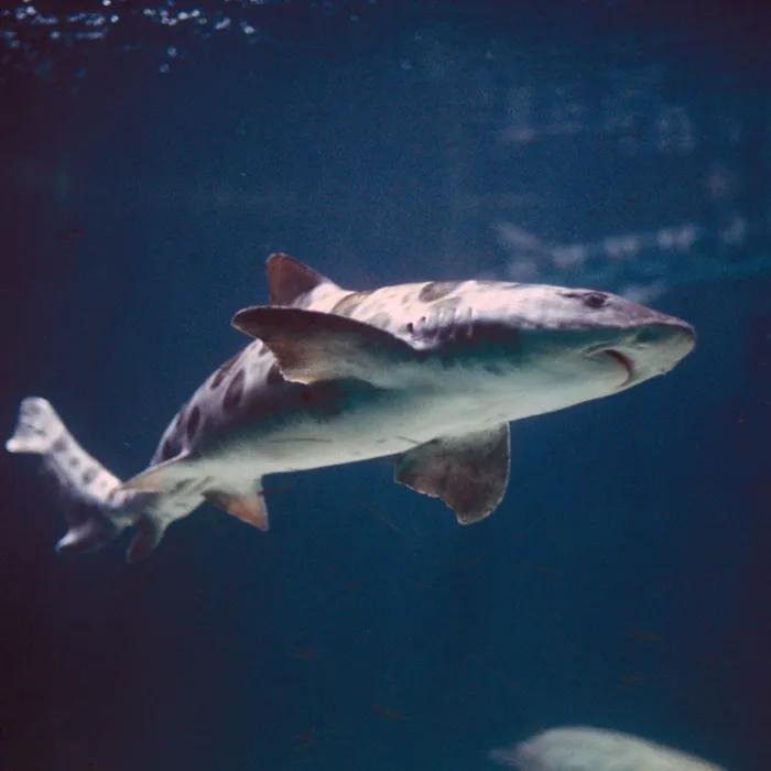 Shark at the monumental Aquarium