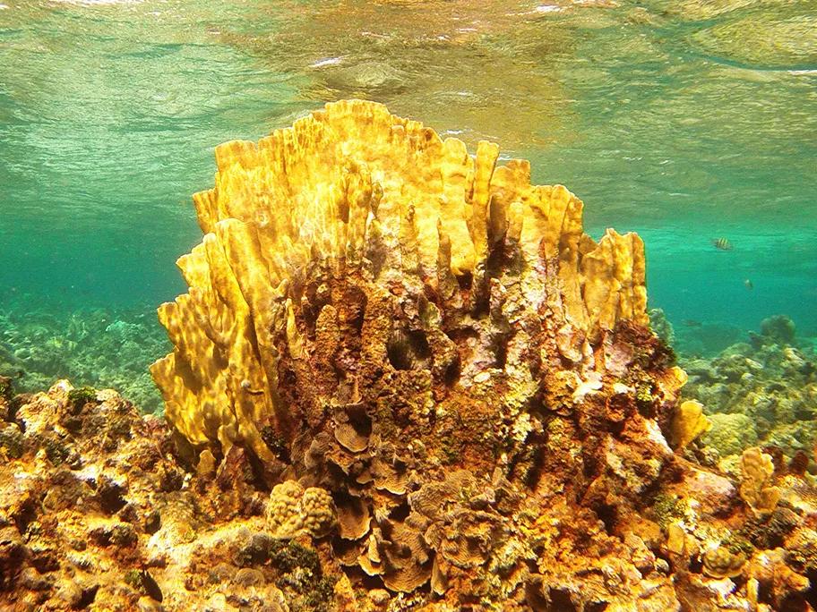 Artistic coral formations in Lac Bay